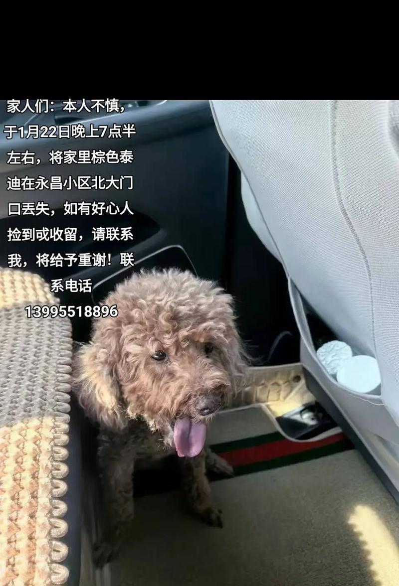 夜晚的泰迪（夜间陪伴、舒缓焦虑和保持良好睡眠的关键技巧）