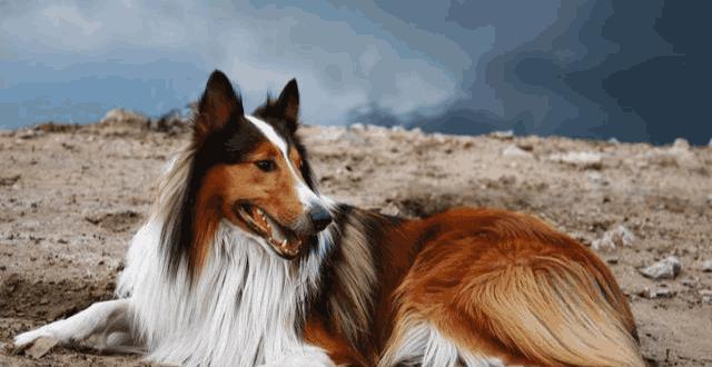 健康饲养比熊的方法，让它拥有健康的身体（以比熊一天吃几顿？饲养技巧与注意事项）