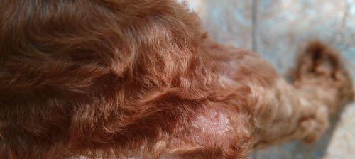 如何处理泰迪犬皮癣问题（泰迪犬皮肤病的原因、预防和治疗方法）