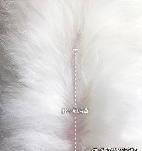 比熊犬体外驱虫后多久可以洗澡？（遵循正确时间表，确保宠物健康）