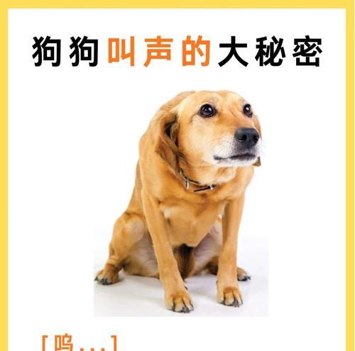 银狐犬的叫声之秘密（揭开银狐犬叫声背后的奥秘，了解它的声音特点和意义）