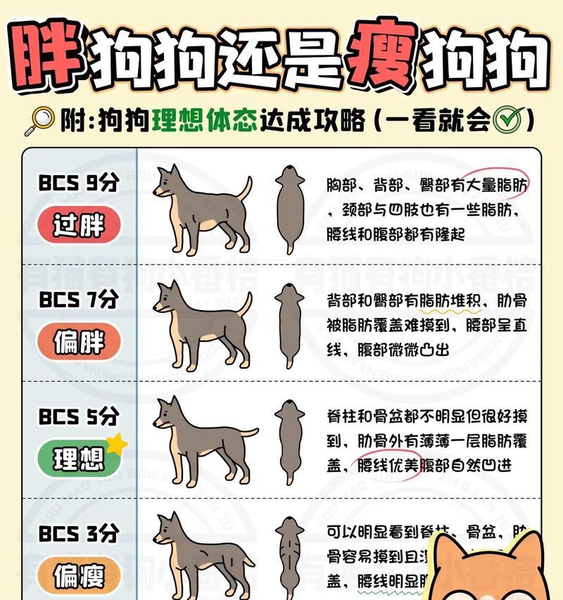 金毛犬的标准体重及为何长不胖（金毛犬的理想体重以及保持身材的秘密）