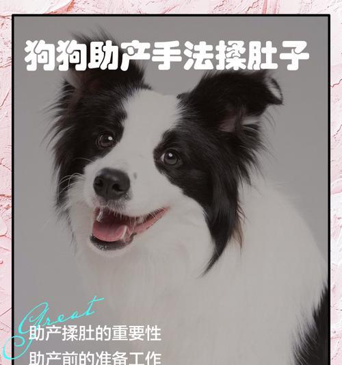 金毛翻肠子的处理方法与注意事项（宠物金毛翻肠子的常见原因和应急措施）