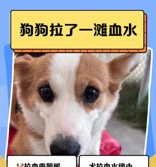 幼犬水喝多了会有什么问题？（水中毒、尿失禁、肾脏负担加重，了解这些，保护幼犬健康成长）