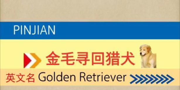 如何有效地驯养金毛犬（金毛犬的驯养技巧与经验分享）