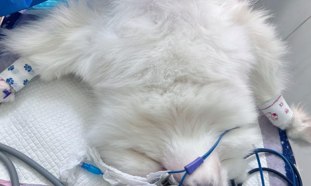 5个月萨摩耶的训练秘籍（轻松让你的萨摩耶成为乖巧听话的宠物）