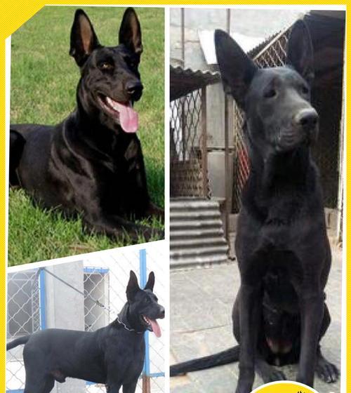 黑狼犬狗后腿拐原因与治疗方法（探讨黑狼犬狗后腿拐的成因，以及针对此问题的治疗方法）