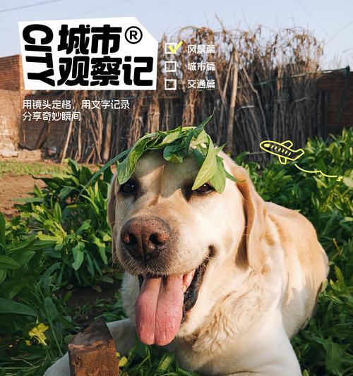 狗会不会因抑郁而死?(探讨狗狗抑郁的迹象、原因及预防措施)