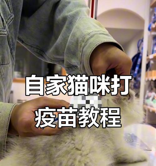 猫疫苗一针是否有效？（了解猫疫苗接种方案及其效果）