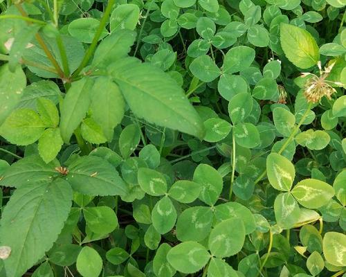 小猫拉稀绿色水状的原因及应对方法(了解小猫拉稀绿色水状的症状和可能的疾病,有效治疗和预防)