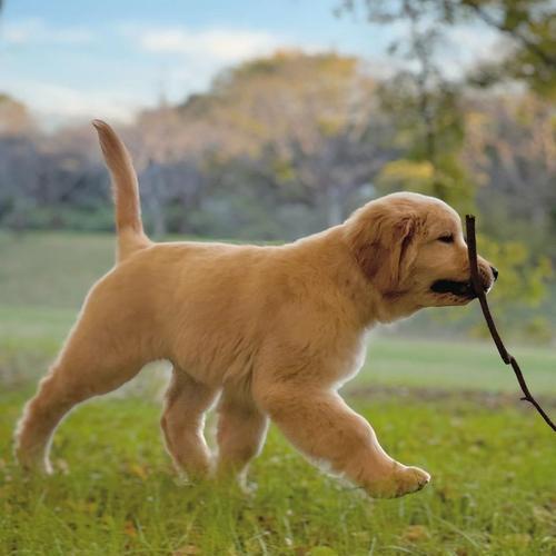 不训练金毛会带来什么后果？（忽视训练的金毛犬将面临种种问题）