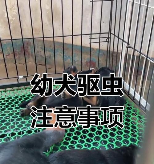 幼犬驱虫的重要性及时间安排（了解幼犬驱虫的基本知识，让爱宠远离寄生虫的威胁）