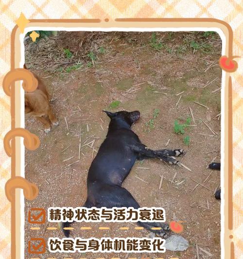 小狗吃下这些食物,会立即死亡!(狗狗食物中的危险成分及预防措施)