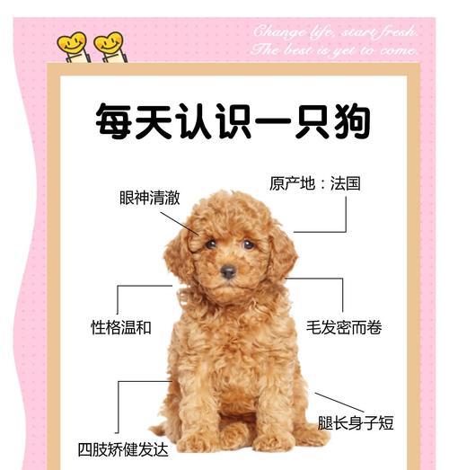 泰迪腿部掉毛的原因及解决方法（泰迪狗犬腿部掉毛的原因分析与治疗建议）