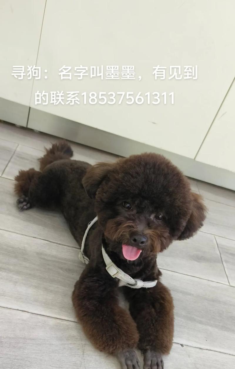 如何处理泰迪狗的尾巴问题（保护宠物尾巴健康的实用指南）