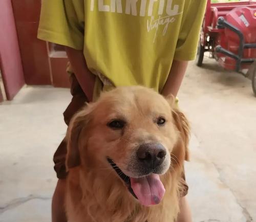 金毛犬不再叫唤的方法（让你的金毛犬保持安静的秘密技巧）