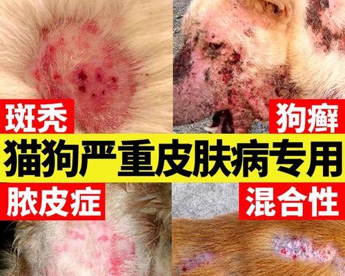 治疗金毛大量掉毛和皮屑问题的有效方法（解决金毛掉毛问题的关键技巧及护理建议）