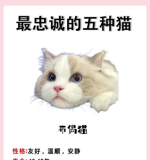 为什么狗比猫更适合做宠物？（探讨狗和猫作为宠物的优劣势）