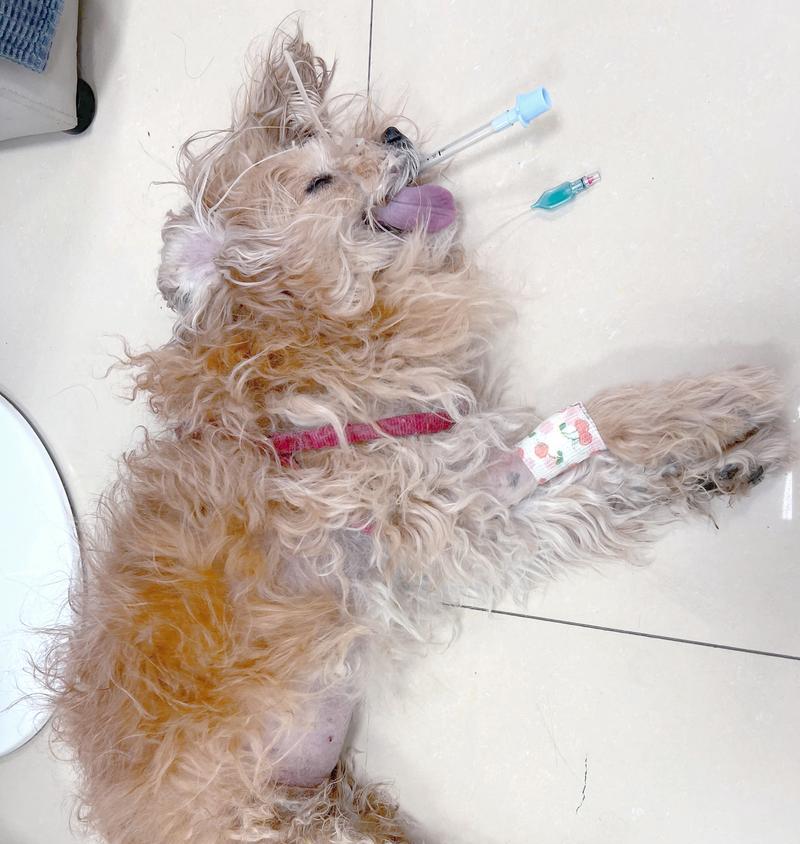 狗狗尿道流脓的原因和治疗方法(了解狗狗尿道流脓的危害以及正确的治疗方式)