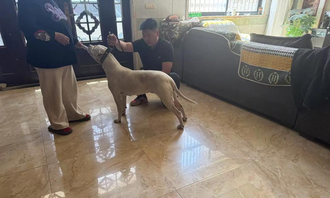 如何科学喂养一岁的杜高（营养均衡、饮食规律，让宝宝健康成长）