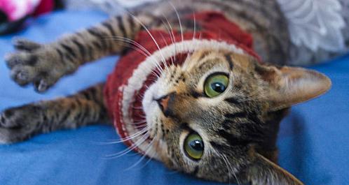 如何合理家养土猫(打造舒适的家庭环境,让土猫健康快乐)