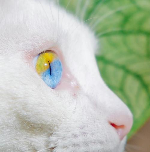 揭秘猫眼睛颜色的秘密(探索猫眼色的遗传规律及影响因素)