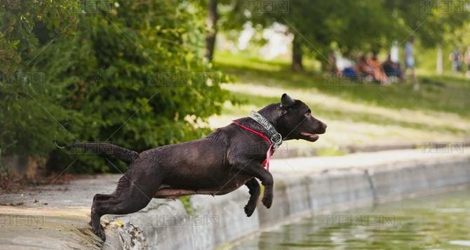 如何训练拉布拉多跳跃(用科学方法提高拉布拉多的跳跃能力)