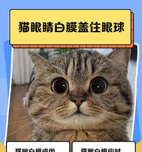 猫的眼睛大小之谜(揭开猫一眼大一眼小的奥秘)