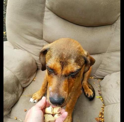 狗狗不想要了,如何妥善处理?(寻找适当的方式,为狗狗寻找新的家园)