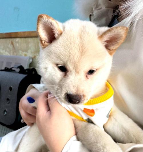 柴犬腹部白毛不白的原因与解决方法（揭秘柴犬腹部白毛不白的原因，让你的宠物焕发自信光彩）
