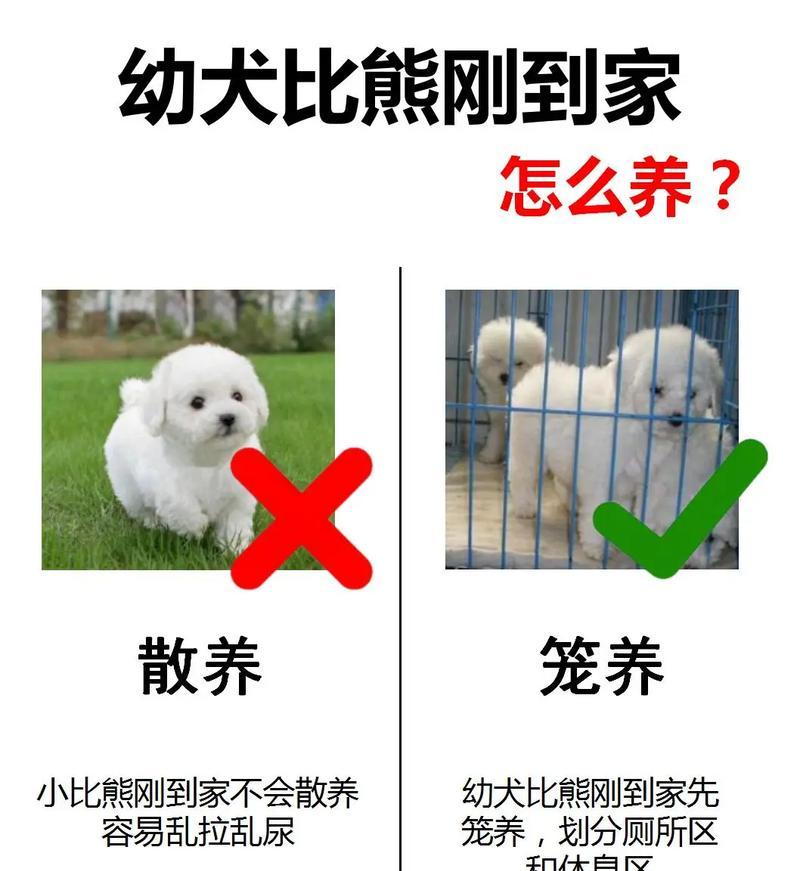 如何解决比熊乱吃东西的问题（避免比熊乱吃东西的实用方法）