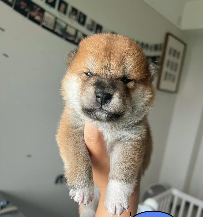 以刚出生的小狗大补为主题的文章（探索小狗身体健康的关键）