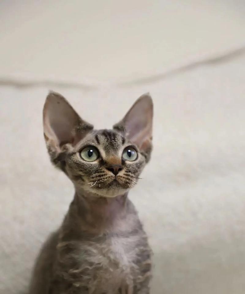 德文卷毛猫的贵族颜色之谜（探寻德文卷毛猫中最珍贵的毛色）