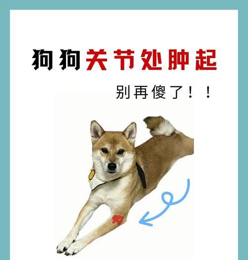 狗狗脚趾突然肿胀,该怎么办?(了解肿胀原因及治疗方法,让你的狗狗重返健康)