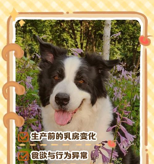 狗狗早产的原因及早产幼犬成活率低的解析（为什么狗狗会早产？早产幼犬生存挑战艰巨）