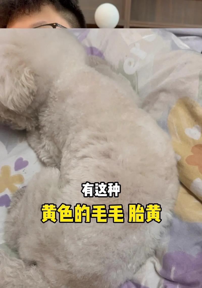 比熊嘴边黄的解决方法（告别比熊嘴边黄，恢复美丽笑容）