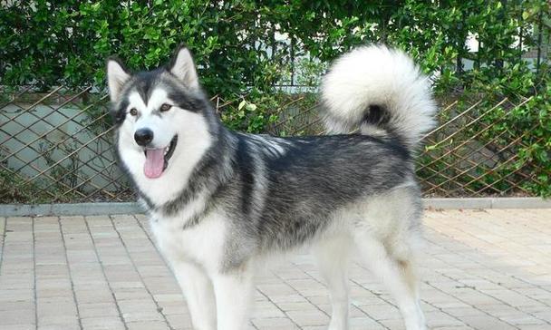 世界各种狗的奇妙之旅（探索不同品种犬的多样性与特点）