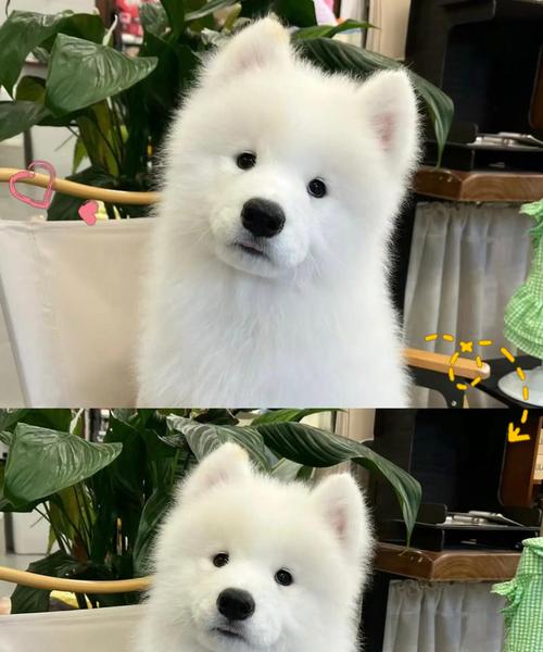 科学饲养萨摩耶，让它更健康快乐（萨摩耶饲养的关键是多元化饮食）