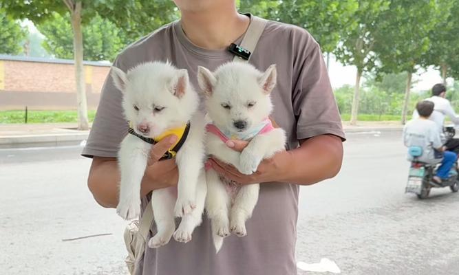 银狐犬修毛技巧，打造迷人外貌（学会银狐犬修毛的技巧和要点，让你的宠物更加好看亮眼）