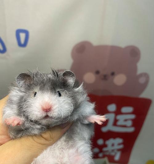 仓鼠怀孕的迹象及判断方法（如何准确判断你的仓鼠是否怀孕）