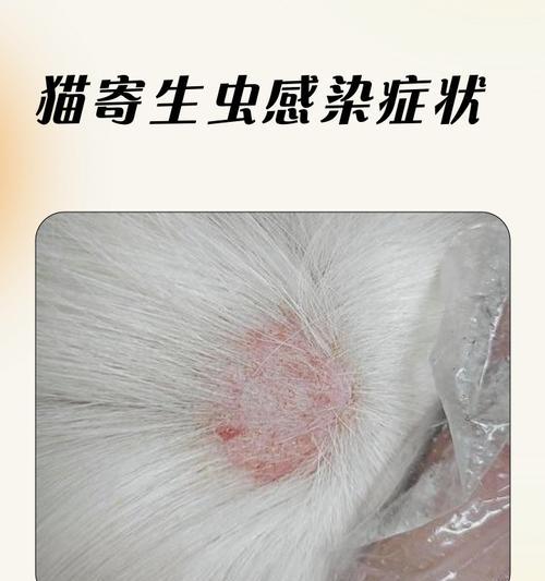 揭秘猫疫的传播途径与预防方法（从病原体到宿主，探索猫疫的源头与防控策略）