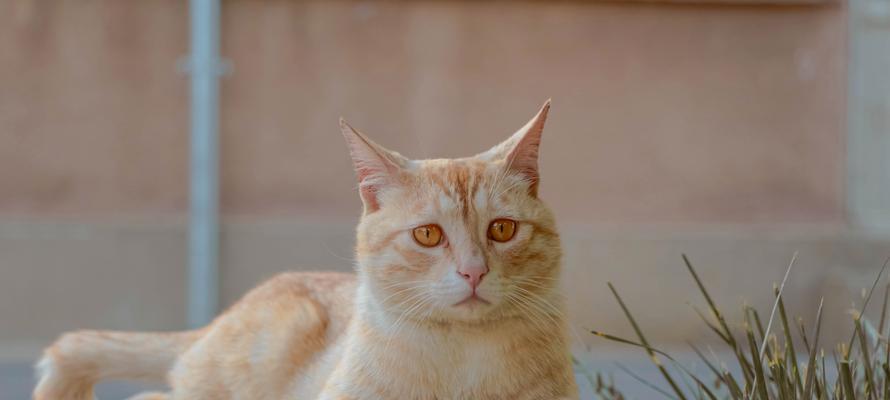 如何养一只最健康的猫咪（探讨如何让你的猫咪远离疾病的方法）