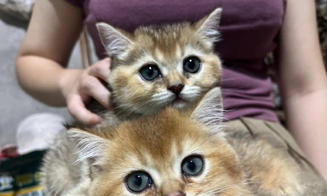 猫咪繁殖周期的研究——揭秘猫咪生崽的间隔时间（探索猫咪繁殖周期的奥秘，了解它们生崽的时间规律）