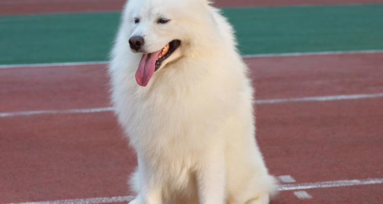 银狐犬剪毛的多样造型，让你的狗狗更时尚（探索不同造型，让银狐犬焕发新生）