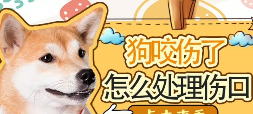 比熊蛋蛋发炎了怎么办？（狗狗的健康问题，比熊蛋蛋的皮肤发炎了该怎么办？）