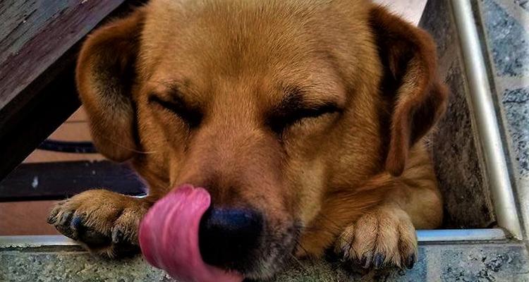 狗狗突然呕吐黄粘液，急需注意的健康问题（了解为什么狗狗会突然呕吐黄色粘液，如何应对）