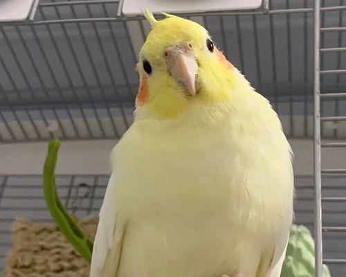 虎皮鹦鹉雏鸟喂食技巧（喂养虎皮鹦鹉雏鸟的注意事项及营养需求）