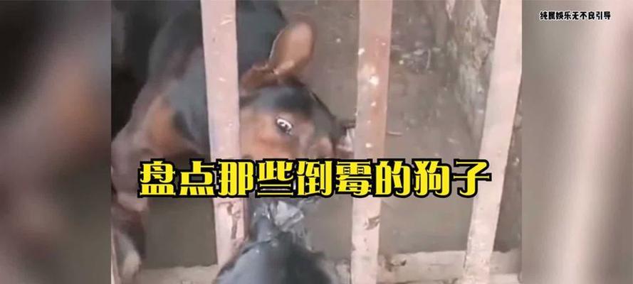 让狗咬是不是很倒霉？（探讨狗咬对人类的影响及如何预防）