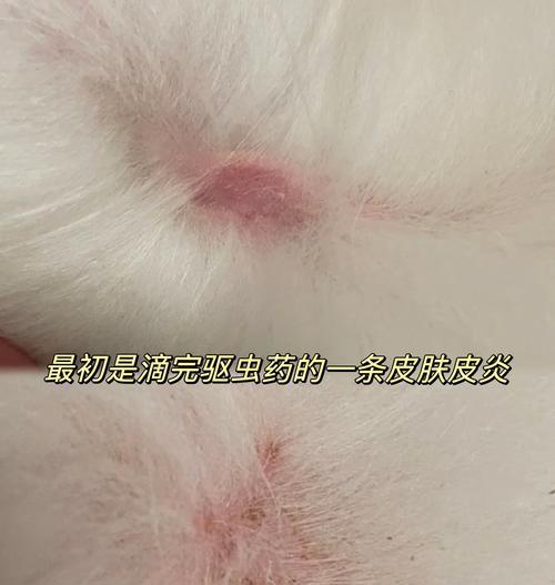 狗掉毛皮肤红肿问题解决方法（细致呵护）