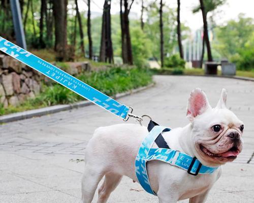 揭秘狗狗抗拒牵引绳的原因（探究狗狗心理与训练的关键，让你的爱犬愿意配合你的牵引）